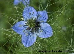 Nigella, amor en la niebla