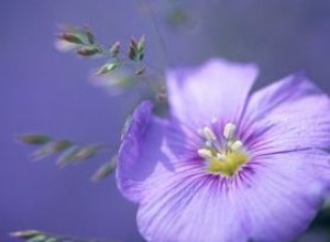 Portulaca o Rosa de Musgo: Flor Resistente y Colorida para Jardines Difíciles