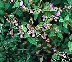 Torenia, flor de espoleta 