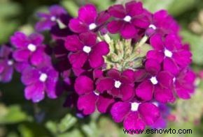 Verbena 