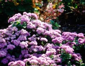 Ageratum, flor de seda 