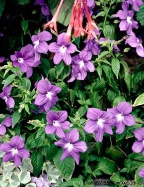 Vinca, bígaro de Madagascar 