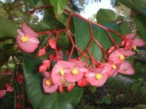 Begonia de cera, Begonia fibrosa 