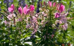 Cleome, flor de araña