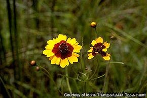 Coreopsis (anual)