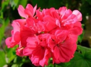Geranio Zonal (Pelargonium x hortorum): Guía Completa de Cultivo en Jardín e Interior