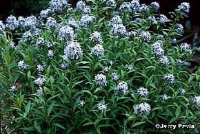 Amsonia, Estrella Azul