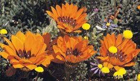 Gazania, flor del tesoro