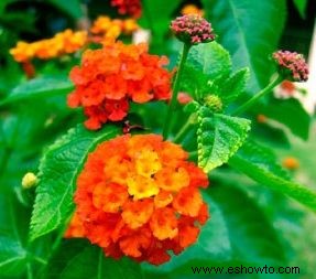 Lantana