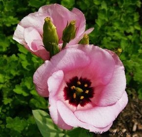 Lisianthus, genciana de la pradera