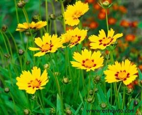 Coreopsis (perenne)