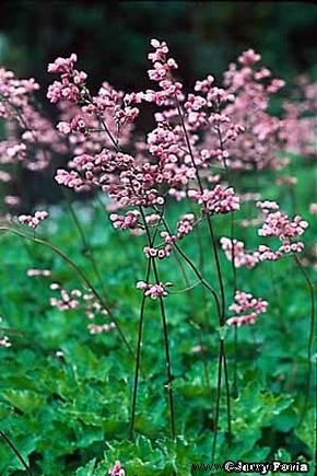 Coralbell, raíz de alumbre