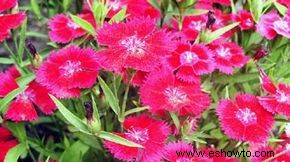 Dianthus, Clavel, Rosas