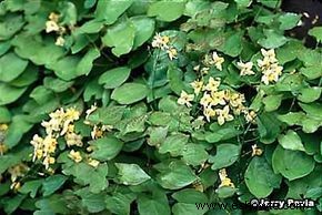 Epimedium, Sombrero de obispo, Barrenwort