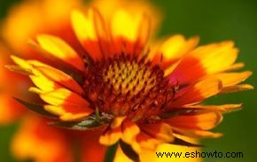 Gaillardia, flor de manta