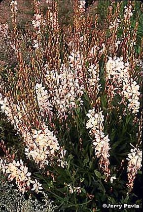 Gaura