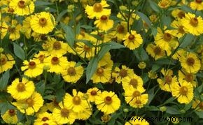 Helenium, Estornudo