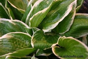 Hosta, lirio de plátano