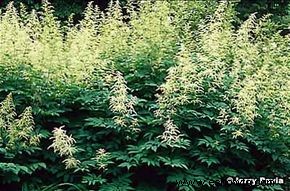 Barba de cabra, Spirea salvaje