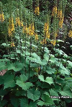 Ligularia