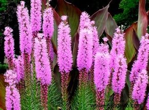 Liatris, Estrella Ardiente, Pluma Gay