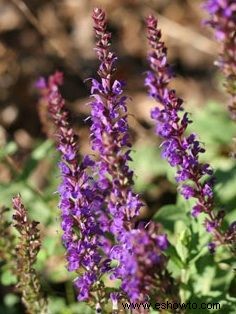 Salvia, salvia de los prados