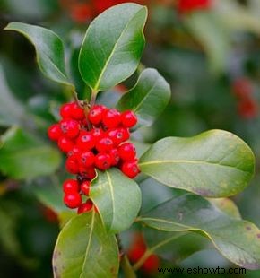 Michigan Holly