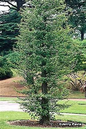 Ginkgo, árbol de culantrillo