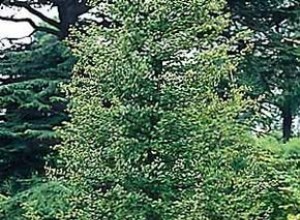 Ginkgo Biloba: El Árbol Milenario de Hojas en Abanico, Guía Completa