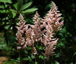 Astilbe, Torre del Jardín