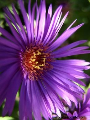 Aster, Michaelmas Daisy