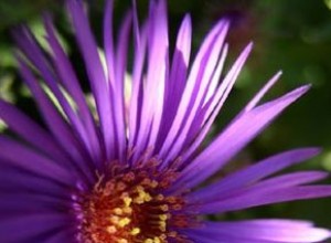 Áster o Margarita de Michaelmas: Guía Completa de Cultivo y Cuidados