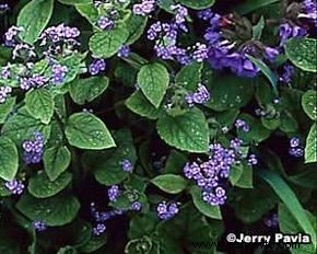 Brunnera, Bugloss siberiano