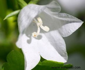 Campanula, Bellflower