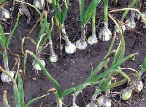 Guía Completa de Cebollas: Cultivo, Tipos, Selección y Beneficios para la Salud