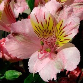 Alstroemeria, lirio del Perú