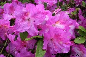 Rododendro