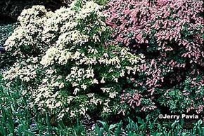 Pieris