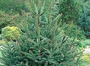 Pícea de Noruega (Picea abies): Características, Cultivo y Usos en el Jardín