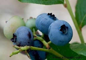 Arándano