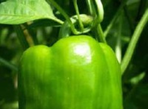 Guía Completa para Cultivar, Seleccionar y Disfrutar Pimientos Dulces y Picantes