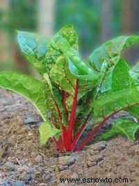 Inicio de nuevas plantas vegetales a partir de partes