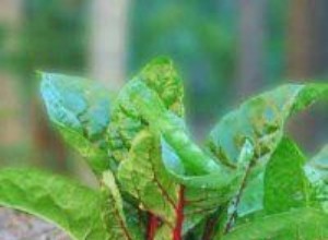 Cómo cultivar nuevas hortalizas a partir de partes de la planta: guía experta