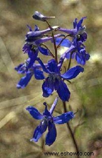 Larkspur, Delphinium anual