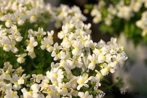 Nemesia