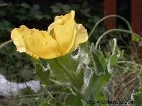 Amapola cornuda, Amapola marina