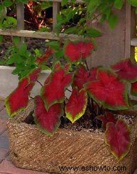 Caladium Hortulanum