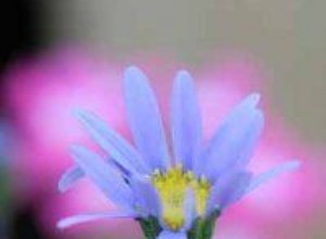 Margarita Azul (Felicia ameloides): Guía Completa de Cultivo y Cuidados