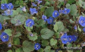 Campanas azules de California