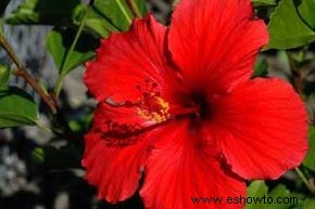 Hibuscus chino, Hibiscus hawaiano, Rosa de China